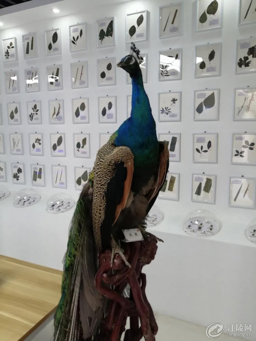΢ňDƬ_20201117094902.jpg