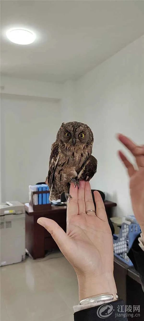 һֻҶoڽõ