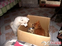 ĿÏ(qing)Ʋwʼĩo(j)ȥj_ĦojoͲ˼é