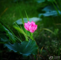 側ҹl(f)ĸ