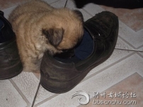 СëЬӛ