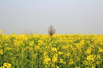37 RկpͲ˻